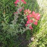 Castilleja indivisa Leaf