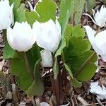 Sanguinaria canadensis Хабит