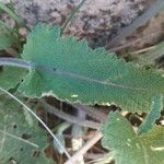 Salvia nutans Blad