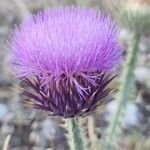 Onopordum leptolepis Flower