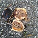 Jacaranda mimosifolia Fruit