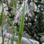 Asclepias angustifolia Fruit