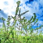 Berberis microphylla Лист