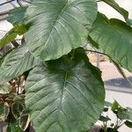 Ficus umbellata Frunză