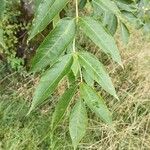 Fraxinus excelsiorFolio