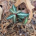 Chimaphila maculata Hoja