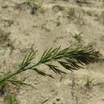 Catapodium rigidum Flor
