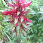 Pedicularis densiflora Virág