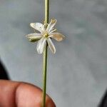 Chlorophytum comosumFlower