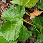 Malva parviflora Blatt