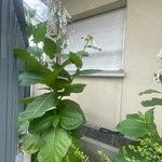 Nicotiana sylvestris Elinympäristö