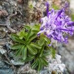 Phyteuma globulariifolium 整株植物