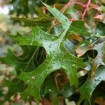 Quercus coccinea Φύλλο