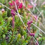 Phyllodoce caerulea 花