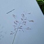Agrostis capillaris ফুল