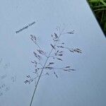 Agrostis capillarisFlower