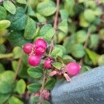 Symphoricarpos orbiculatus Fruto