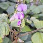 Neustanthus phaseoloides फूल