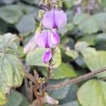 Pueraria phaseoloides Flower