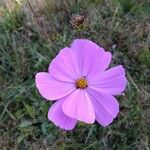 Cosmos bipinnatusÇiçek