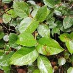 Gaultheria shallon List