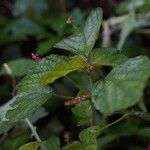 Acalypha arvensis Other