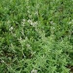 Nepeta nepetella 花
