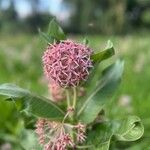 Asclepias speciosa Květ