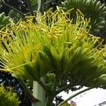 Agave americanaBlodyn