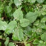 Circaea lutetiana Leaf