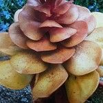 Aeonium nobile 形態