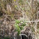 Aspilia mossambicensis Flor