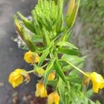 Oenothera biennisഇല