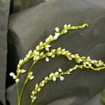 Persicaria punctata Flors