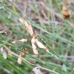 Genista tinctoria Frutto