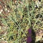 Dianthus lusitanus Leaf