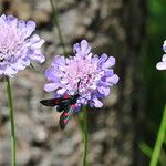 Scabiosa canescens फूल