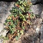 Asplenium ruta-muraria Habit