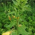 Oenothera × fallax Leaf