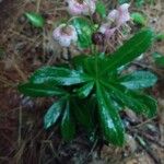 Chimaphila umbellata 叶