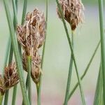 Carex stenophylla Fruto