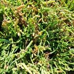 Salicornia perennis Yaprak