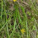 Hypoxis hygrometrica Blad