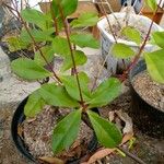 Talinum paniculatum Leaf