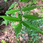 Zanthoxylum clava-herculis Leaf