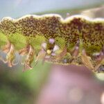 Bulbophyllum maximum Flor