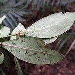 Psychotria microglossa Hoja