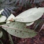 Psychotria microglossa Leaf