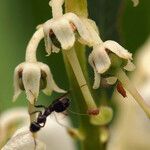 Leucothoe davisiae Fiore