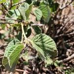 Grewia villosa Leaf